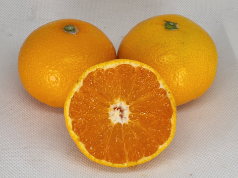 箱込約2㌔　人気のゆら早生みかん　 10月予約