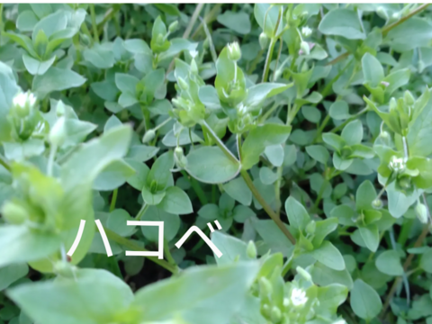 春先の柔らかなおまかせ野草セット🌿カラスノエンドウ、スギナ、ヨモギ、ハコベ、オオバコ、オオイヌフグリ、コツブツメクサ、カタバミ、その他 ※タイミングによって変化します※不用な野草はご連絡ください