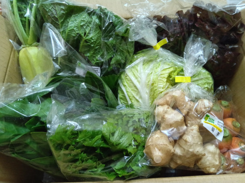 信州冬野菜セット【8品目】