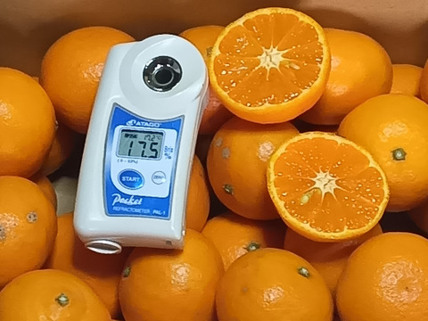 濃厚果汁！南津海　ご家庭用　小玉・５Kg