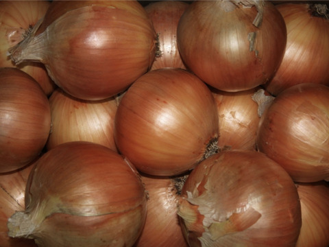 甘さが自慢！淡路島の名産『淡路島タマネギ』１０㎏