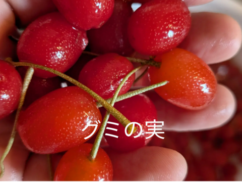 冷凍☆グミの実☆グミの木の実☆30個入り🍒 冷凍便にてのお届けになります🍒栄養価の高い和製スーパーフード、グミの実🍒 （※そのまま食べれますが渋みがありますので気になる方は果実酒やジャム等に）