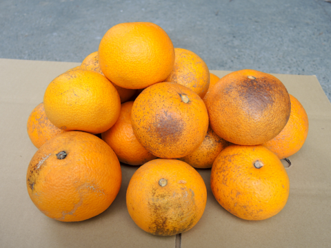 ☆和歌山産☆ お得!訳あり品/八朔 4kg/ジューシー&ほろ苦くて甘い味!