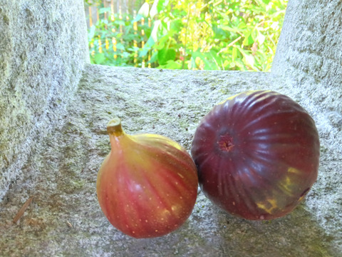 イチジク 自然栽培