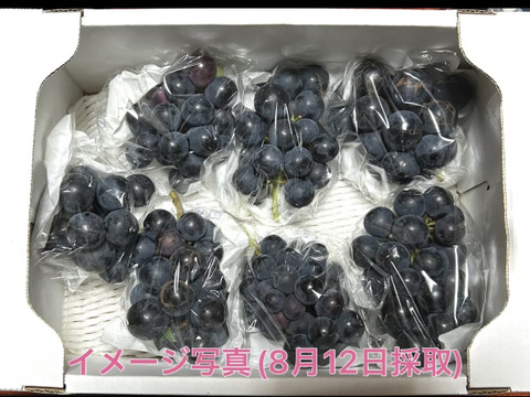 長パ①【先行予約受付中】岡山産・長野パープル（家庭用・若木小粒）6房〜7房　数量限定