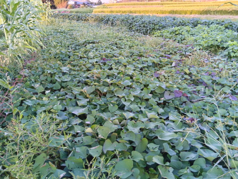 さつまいも　苗　15本　自然栽培、農薬肥料不使用　自家採種