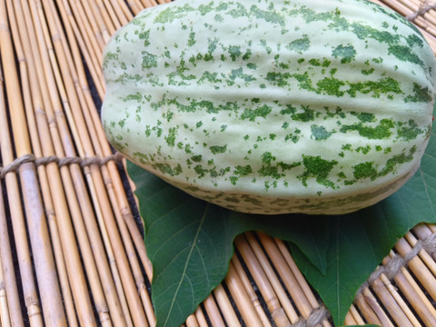 ごとうり　肥料農薬不使用、自家採種【和歌山県在来種】