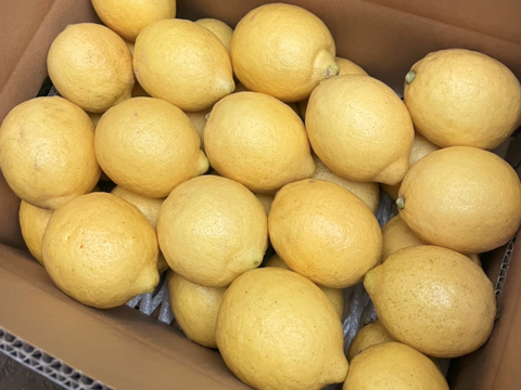 はじける香り！【防腐剤・ワックス不使用】西浦れもん 5.3kg 仲屋 海瀬農園 レモン 5キロ強