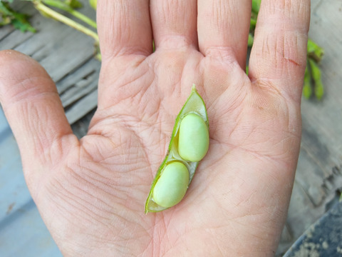 完熟枝豆　自然栽培　肥料農薬不使用　自家採種