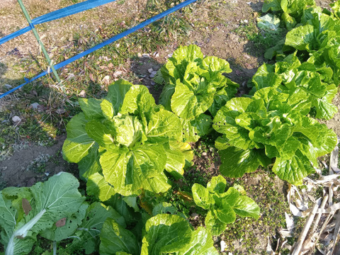 自然栽培の葉物たち　固定種、肥料農薬不使用