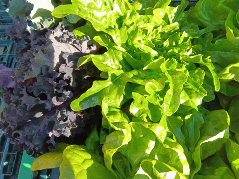 サラダセット　　肥料農薬不使用、固定種。