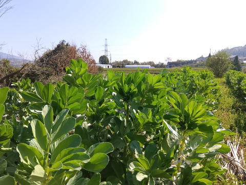 空豆＆赤空豆　アララ大変MIX 自然栽培、自家採種