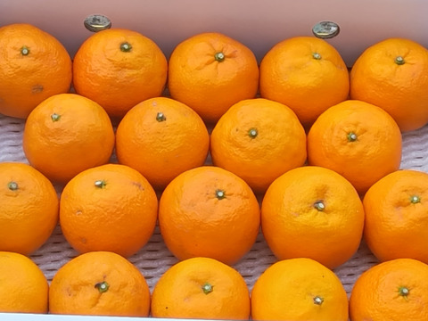 濃厚果汁！南津海(なつみ)　ご家庭用・３Kg