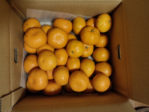 愛媛みかんの老舗厳選【小玉】『濃厚な旨みがギュッと凝縮』みかん 2.5kg 愛媛県川上産