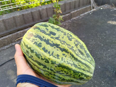 ごとうり　肥料農薬不使用、自家採種【和歌山県在来種】