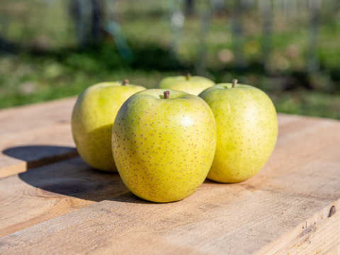 王林 青りんごの代表格 家庭用 5kg (12〜26個)