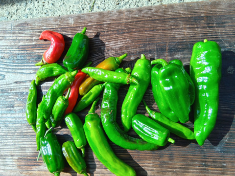 笑顔のあかね菜園オリジナル　伏見甘長、万願寺シシトウ、ピーマン、唐辛子　交雑ミックス