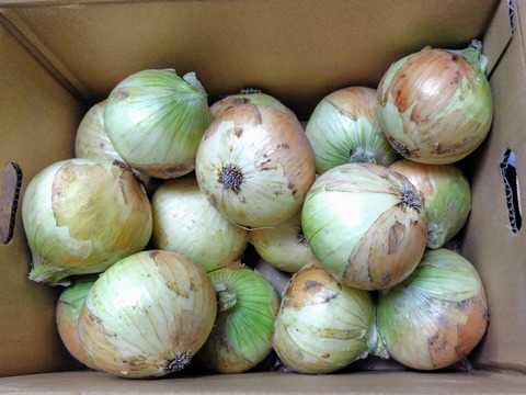 【祝!3年連続金賞🏆】淡路島新玉ねぎ5kg