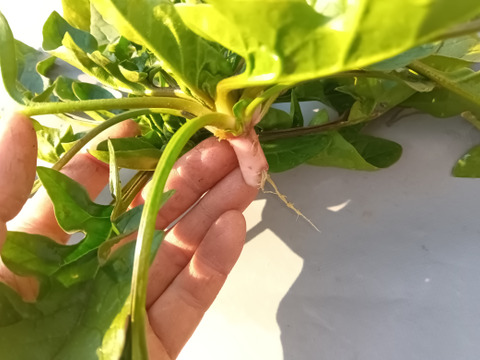 赤根ほうれん草　自然栽培　自家採種