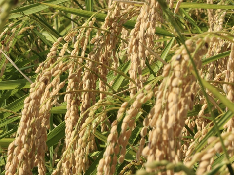 【有機JAS認証米】【農薬不使用】【化学肥料不使用】妙高産コシヒカリ（玄米5㎏）