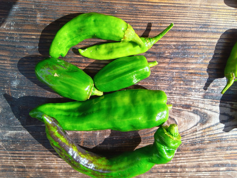 笑顔のあかね菜園オリジナル　伏見甘長、万願寺シシトウ、ピーマン、唐辛子　交雑ミックス