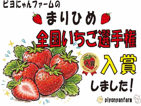 ４月発送　ジューシーな和歌山のオリジナルいちご　❝まりひめ❞　6パック