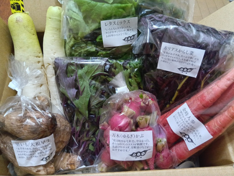 野菜セットＳサイズ（７品）【農薬・化学肥料・動物性堆肥｜不使用】