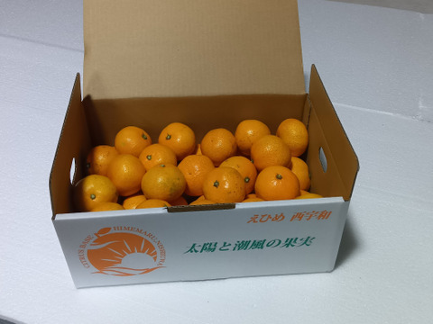 とにかく甘い！ひめまる石地みかん（小玉３Kg）