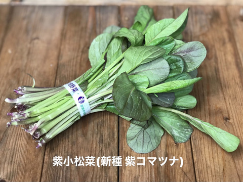 春の彩り 京の葉物野菜セット7品目【漢方栽培】