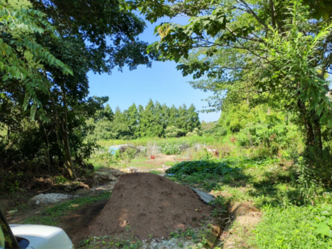 野草☆スギナ🌿 100本自然栽培の畑周りのスギナ🌿シリカ 皮膚や髪、爪の強化に役立つケイ素☆ハーブ🌿🏣ゆうパック