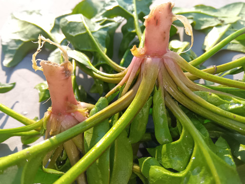 赤根ほうれん草　自然栽培　自家採種