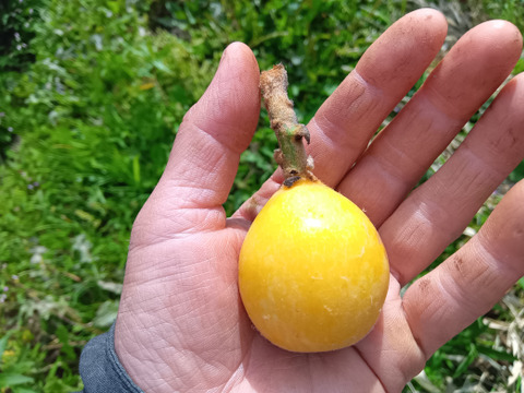 枇杷　肥料農薬除草剤不使用