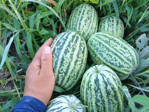 ごとうり　肥料農薬不使用、自家採種【和歌山県在来種】