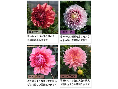 ダリア 彩り鮮やか！心華やぐ麗しき花！〈10本〉
