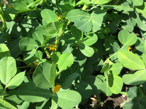 【殻むき薄皮付き】乾燥生落花生（ジャンボピーナッツ・極大粒）500g【農薬・化学肥料不使用】【令和6年・岐阜県産】【天日乾燥】【クリックポスト発送】