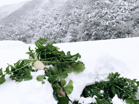 「今しか食べられない、越冬大根のお届けに参りました。」　≪雪国で育まれた水分・甘みたっぷりの大根≫　兵庫県香美町産「雪ぶとん大根」（６本箱入）