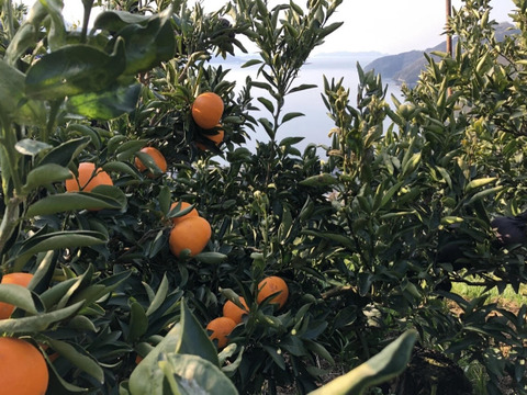 食感シャキシャキッ！甘い果汁たっぷり『わけあり甘平』3㎏