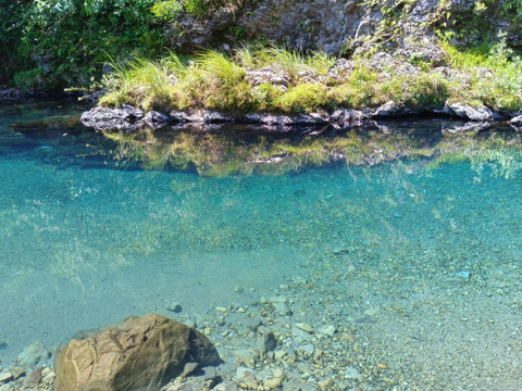 徳島　海部川産　特大！天然鰻　910g(水揚げ時 )−60℃急速凍結
