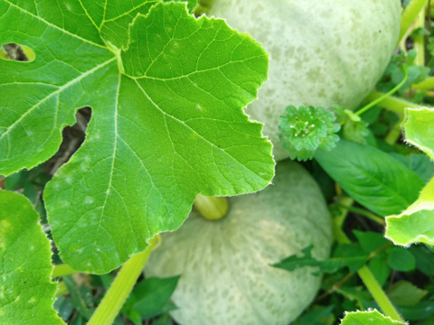 かぼちゃ　自然栽培