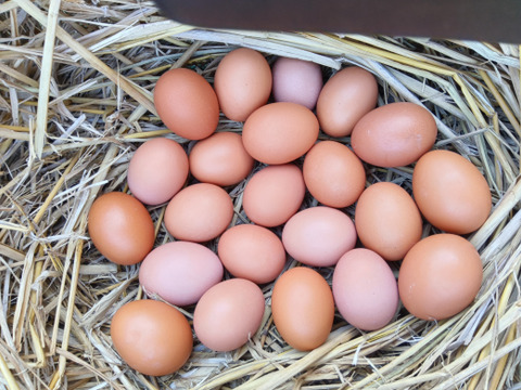 放し飼いのびのび自然卵赤鶏あずさの卵３０個＋岡崎おうはんの卵３０個計６０個、割れ保証付き