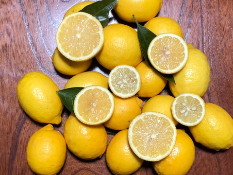 段々畑のレモン【希少な国産】8kg（箱込）