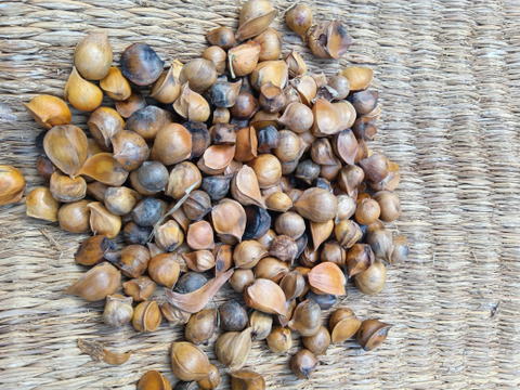 ジャンボニンニクの子種　400ℊ