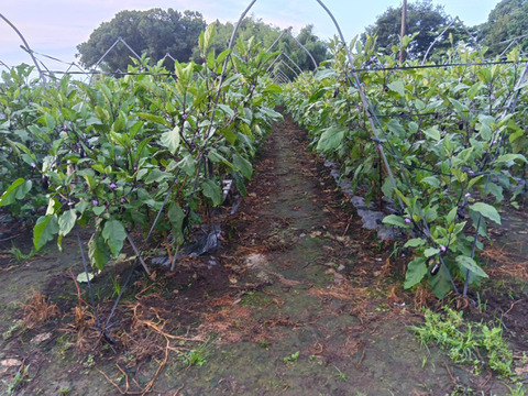 出荷当日の朝採り新鮮お届け致します！平飼い濃厚卵　アローカナ15個：純国産赤鶏あずさ15個計30個＋割れ保証