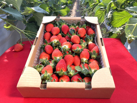 2025年度初物いちご！⑲真心農園  べにたま  バラ詰め870g×１箱（粒の大きさ・果形 混在）