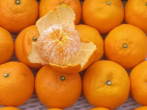 濃厚果汁！南津海（なつみ）優品3Kg