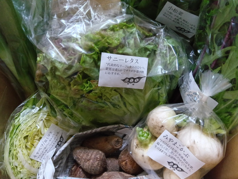 野菜セットＳサイズ（７品）【農薬・化学肥料・動物性堆肥｜不使用】
