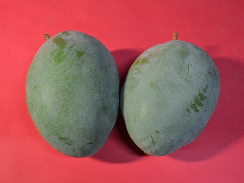 糖度20度超え！幻のマンゴー約１.2㎏　キーツ