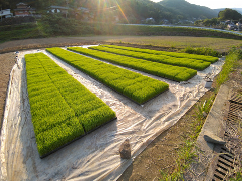 農薬化学肥料未使用玄米ヒノヒカリ