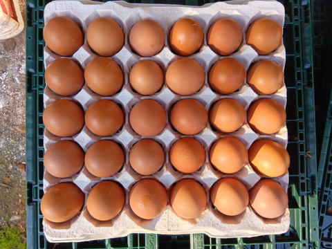放し飼いのびのび自然卵赤鶏あずさの卵３０個＋岡崎おうはんの卵３０個