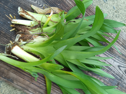 ノカンゾウ 山菜 天然